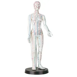 Acupunctuurmodel van kunststof Hoofdmodel, ca. 18 cm